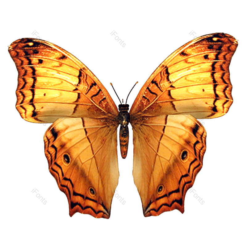 蝴蝶图片,蝴蝶花纹元素,动物PNG,矢量元素免抠素材